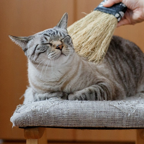 Pet Brush