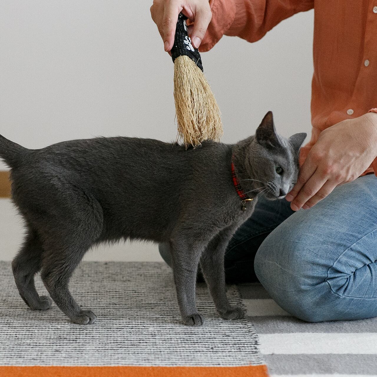 Pet Brush