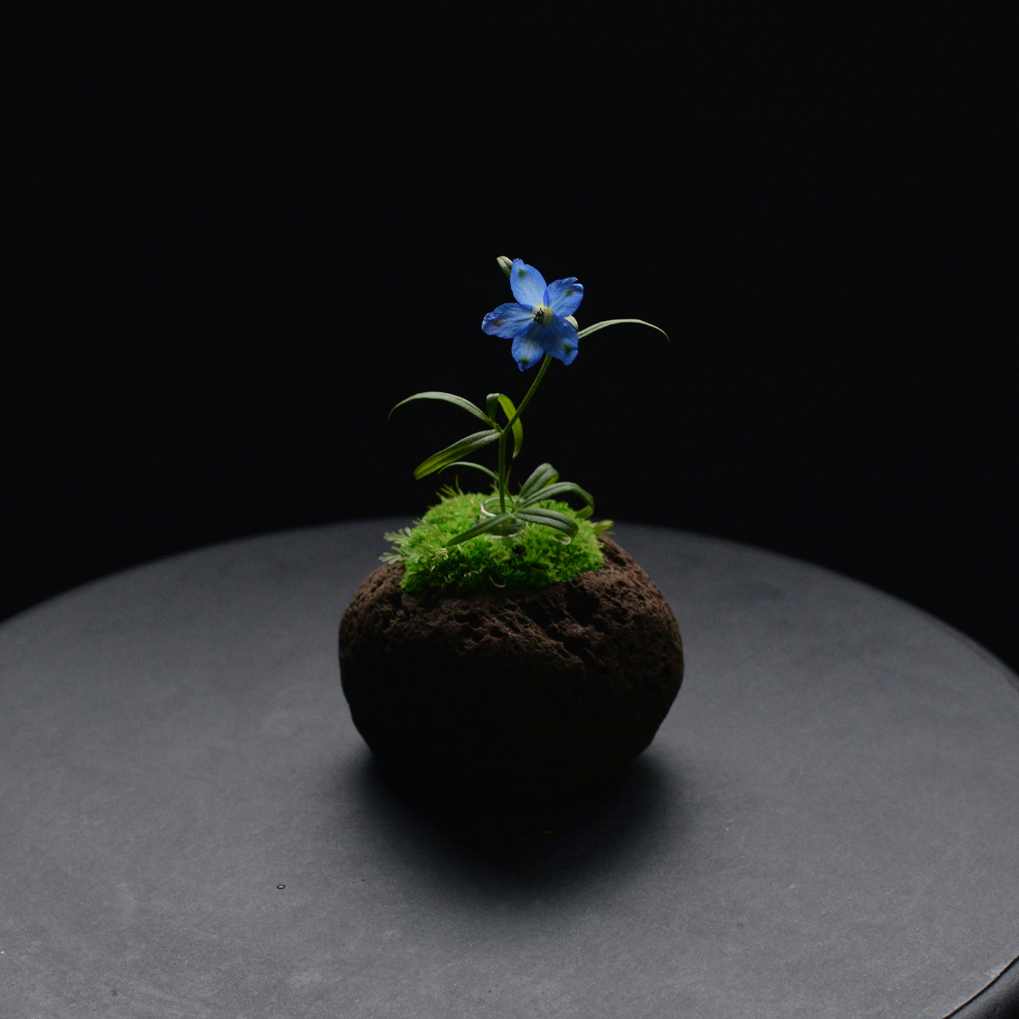 Preserved Flower Art Piece "Tokiyama Ukiishi"
