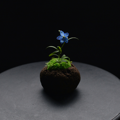 Preserved Flower Art Piece "Tokiyama Ukiishi"