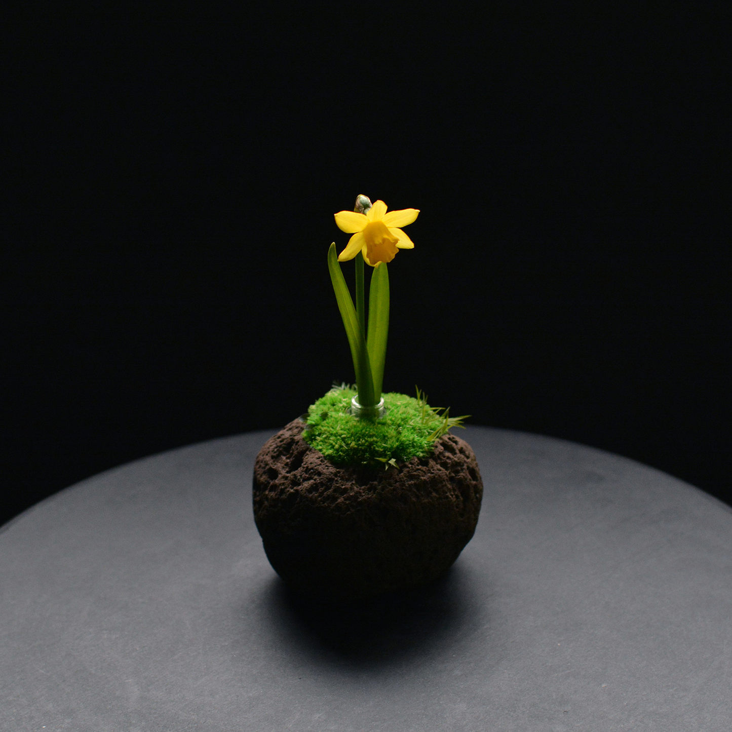 Preserved Flower Art Piece "Tokiyama Ukiishi"