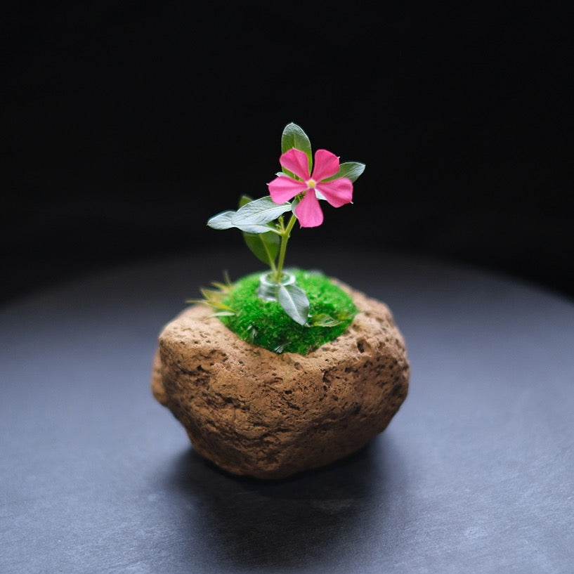 Preserved Flower Art Piece "Tokiyama Ukiishi"