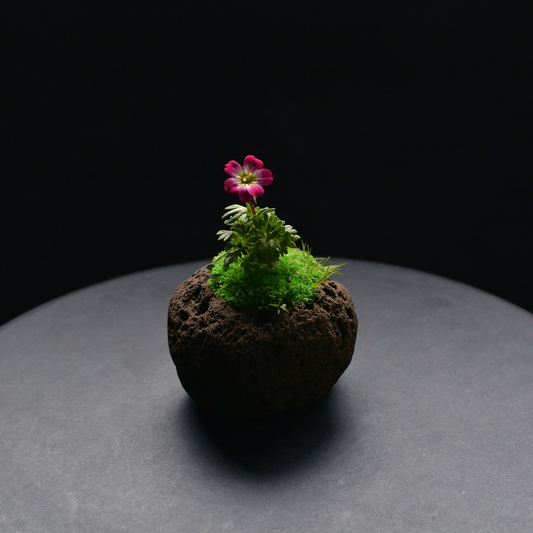 Preserved Flower Art Piece "Tokiyama Ukiishi"