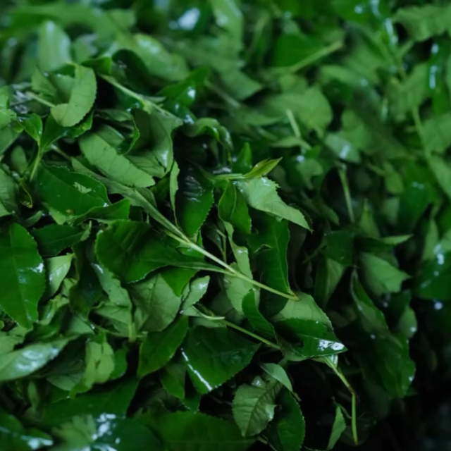 Susumuya Chaten Kagoshima Matcha<br>
Made by stone-grinding tencha tea leaves, so you consume the whole leaf and everything in it
