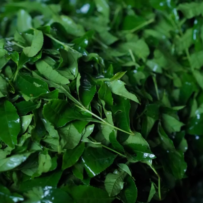 Susumuya Chaten Kagoshima Matcha<br>
Made by stone-grinding tencha tea leaves, so you consume the whole leaf and everything in it