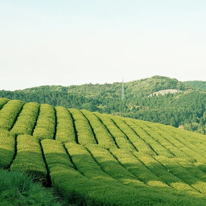 From Kagoshima’s tea fields, Susumuya Chaten shares its tea and a freer way to enjoy it