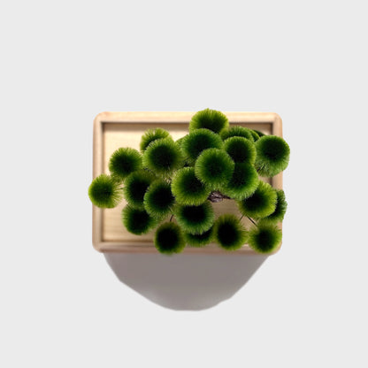 Okahan Hako no Matsu — The Boxed Pine<br>Small / Tokiwamatsu (Green)