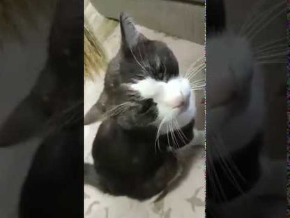 Nambu Pet Brush